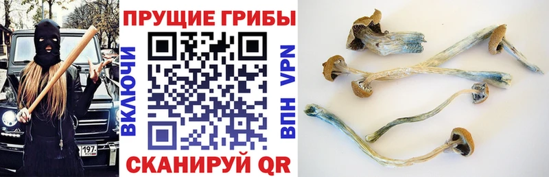 нарко площадка состав  mega ONION  Армавир  Галлюциногенные грибы MAGIC MUSHROOMS 